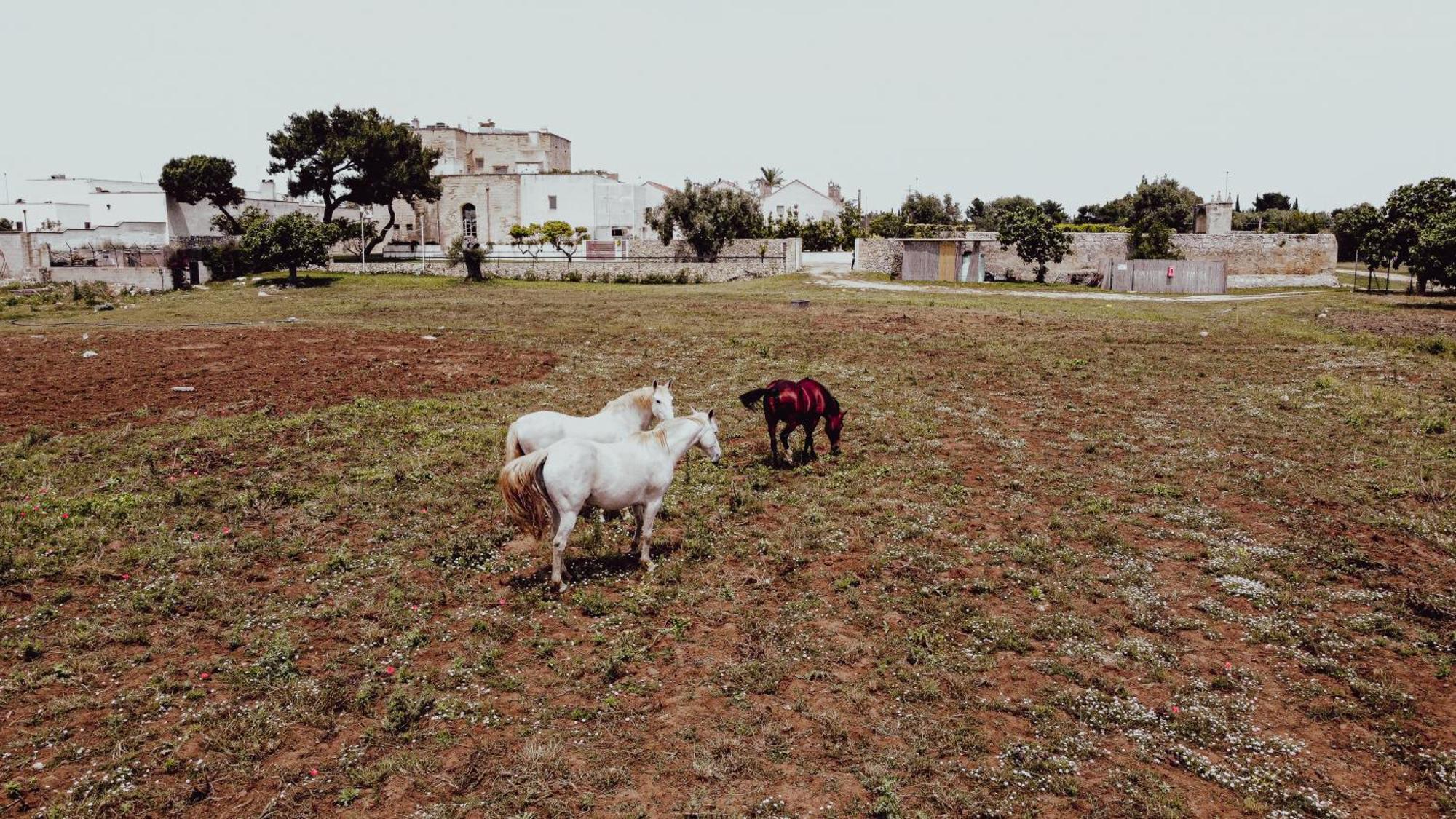 Masseria Francescani Torre Chianca Esterno foto